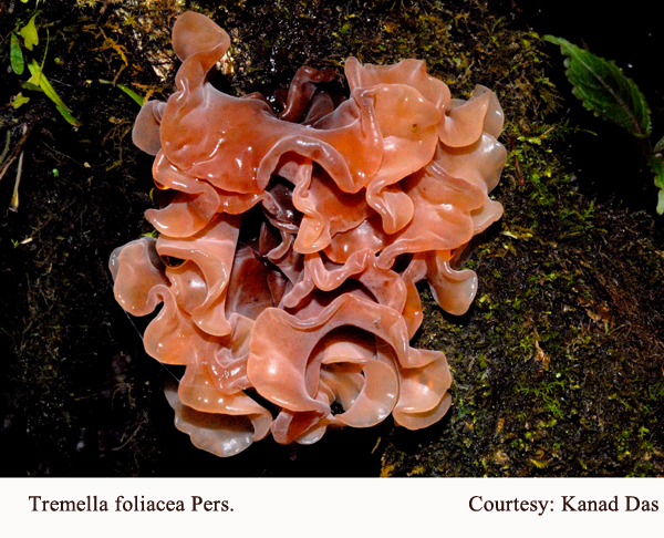 Tremella foliacea Pers.